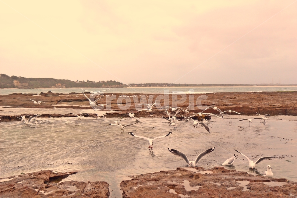 시드니,시드니해변,시드니바다,아름다운바다,sydneybeach,자연,풍경,nature,landscape,해외,외국,세계,foreign,oversea,world,세계자연풍경,해외자연풍경,외국자연풍경,world nature landscape,동물,animal,조류,새,birds,ground,바닥,wood,나무,soil,흙