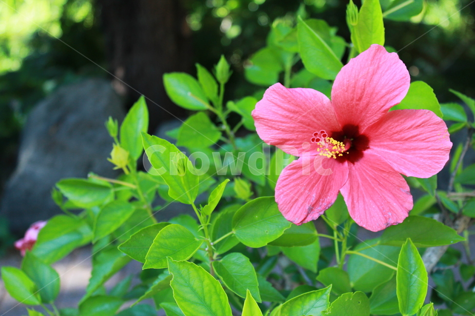 꽃,나무,큰꽃,분홍,flower,식물,배경,식물,자연,plants,nature,꽃,flower