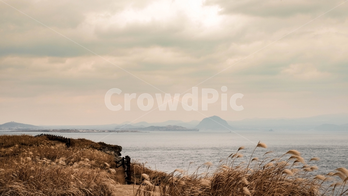 제주도,마라도,갈대밭,노을,섬,자연,풍경,nature,landscape,한국자연풍경,한국자연경관,korea nature landscape,제주도,jeju,jeju island,plant,식물,grass,잔디
