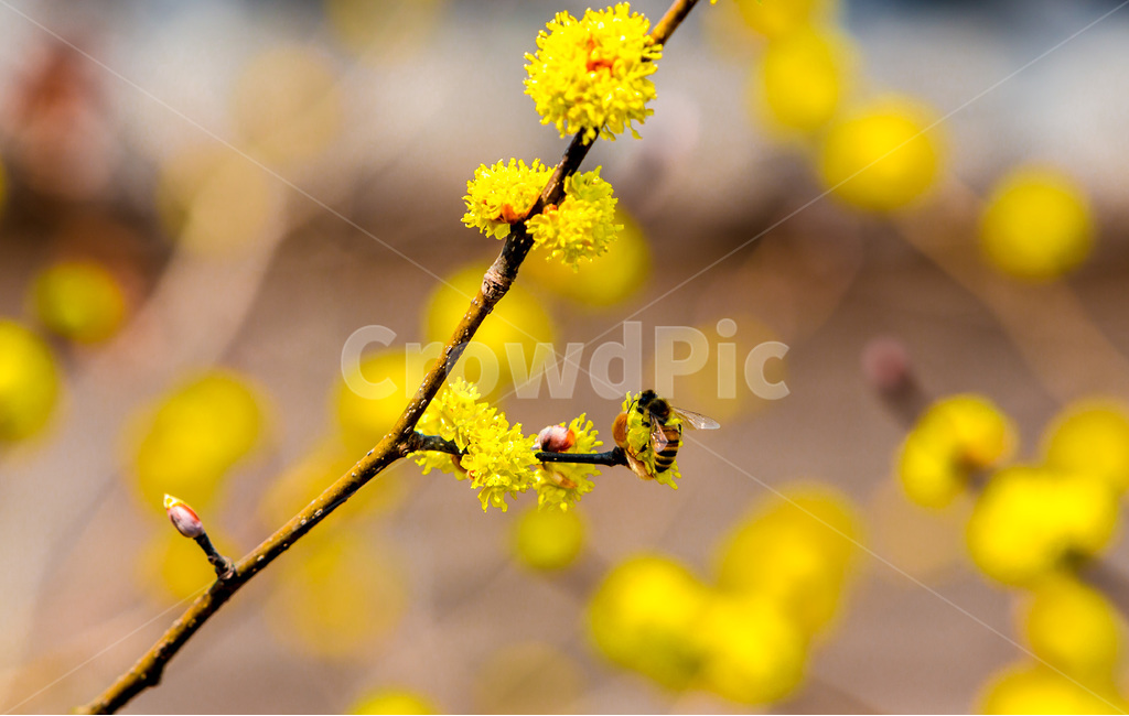 봄,꽃봉오리,감성,꽃,산수유,봄,계절,spring,season,식물,자연,plants,nature,꽃,flower,동물,animal,곤충,벌레,insect,bug,plant