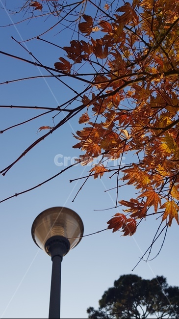 하늘,단풍,가로등,가을,sky,저녁하늘,풍경,잎,나뭇잎,조명,나무,plant,식물,leaf