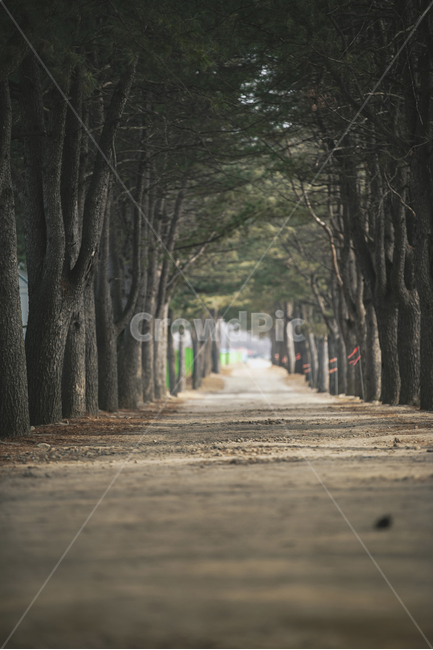 나무,tree,나무줄기,treetrunk,시골,전나무,시골길,흙,길,농촌,풍경