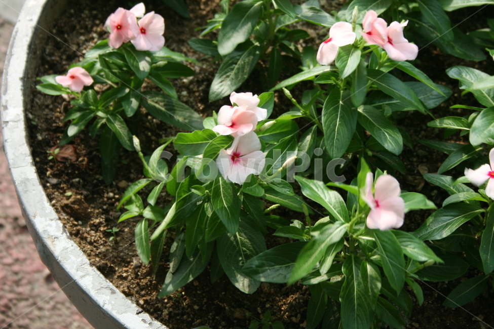 봄,꽃,분홍색꽃,화단,플라워,flower