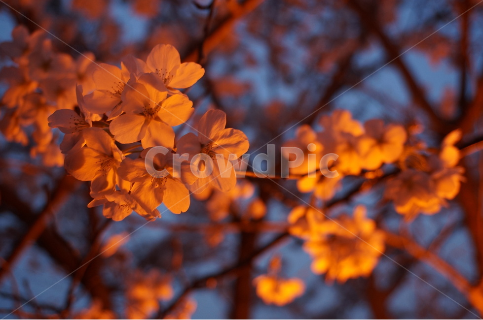 벚꽃,벚꽃나무,봄꽃,저녁벚꽃,가로등벚꽃,벚나무,봄,계절,spring,season,식물,자연,plants,nature,꽃,flower,leaf,잎,plant,blossom,geranium,제라늄