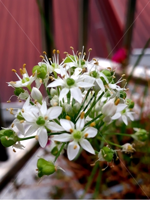꽃,나무,식물,화분,하얀꽃,꽃,flower,실내용화초,화분,화초,house plant
