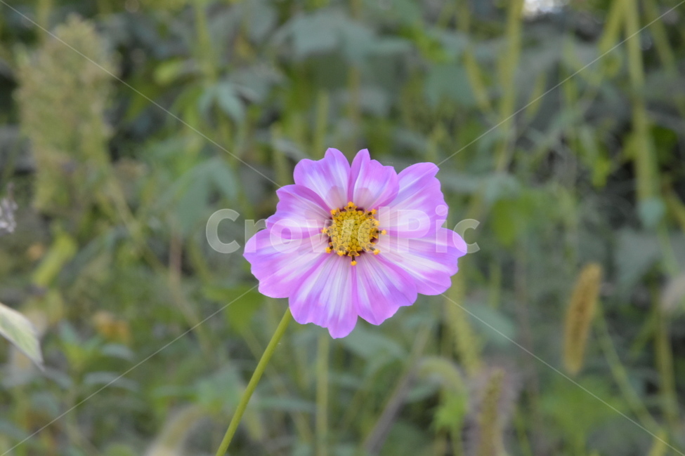 꽃,들꽃,길꽃,야생꽃,코스모스,식물,자연,plants,nature,꽃,flower