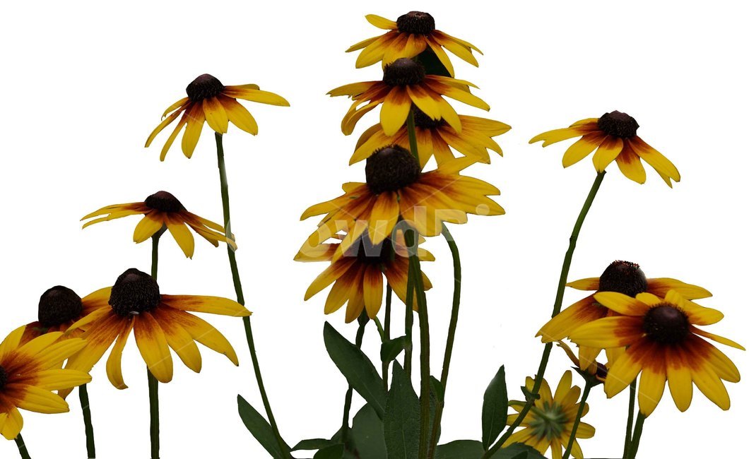 식물,동물,꽃,flower,plant