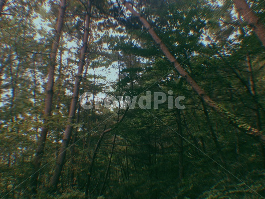산,나무,휴식,산속,풀숲,자연