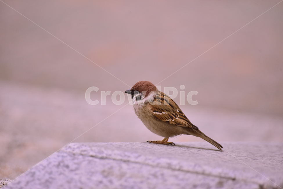 참새,새,조류,종물,애니멀,bird,animal,야외,옥외,아웃도어,백그라운드,배경,앉다,텃새,토종,한마리,동물,animal,조류,새,birds