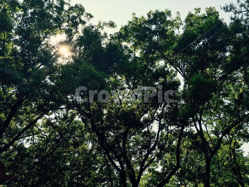 사직단,광주,나무,하늘,해,식물,tree,plant,식물,자연,plants,nature,나무,trees,wood