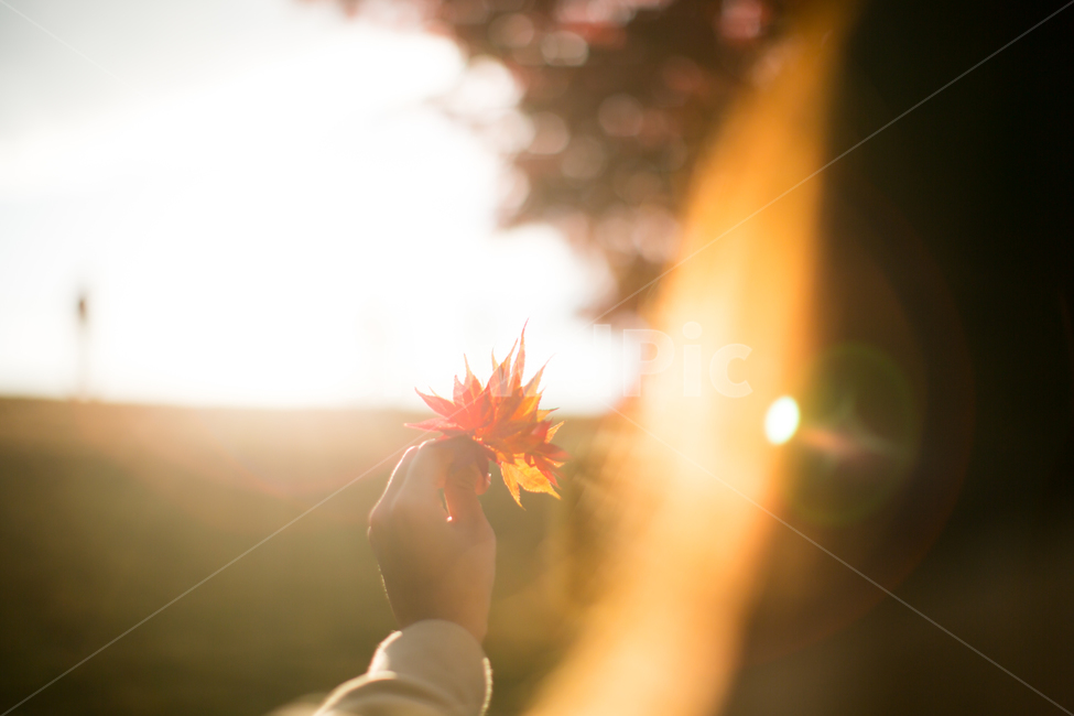 가을,가을색,빛,빛번짐,단풍,붉은색,노을,빛내림,하늘,leaf,잎,plant,식물,flare,플레어,light