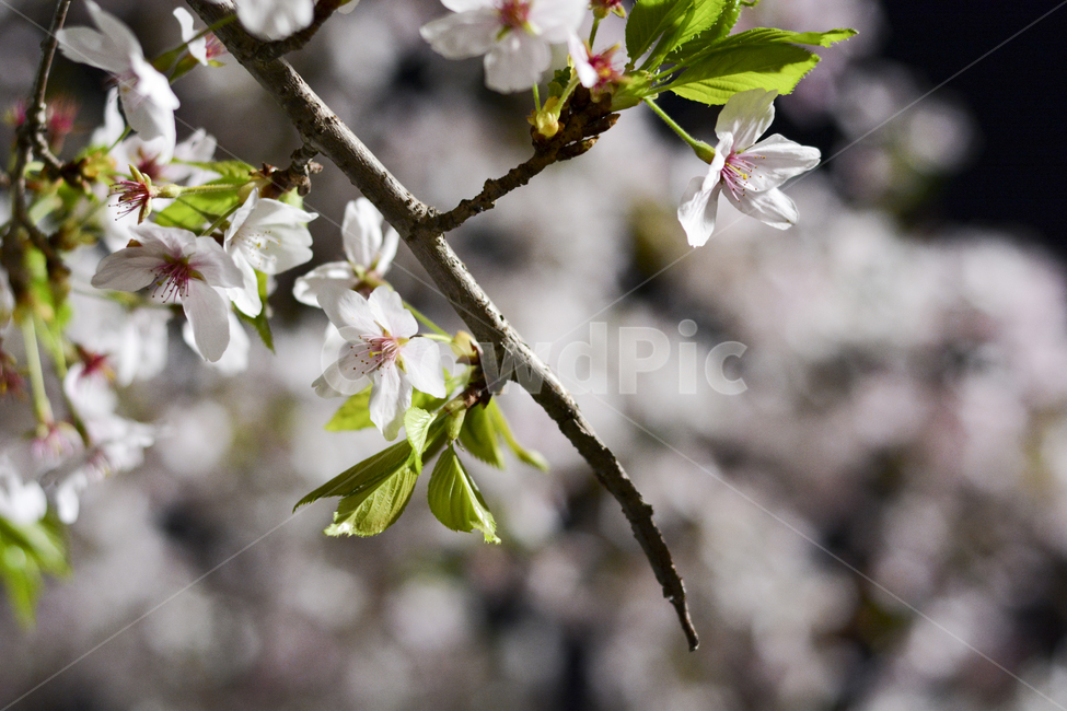 벚꽃,밤벚꽃,꽃,나무,봄,밤,tree,cherryblossoms,flowers,봄,계절,spring,season,식물,자연,plants,nature,꽃,flower,plant