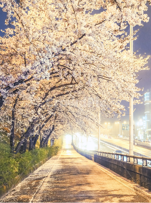 벚꽃,야경,벚나무,cherryblossom,가로수,nightview,nightscape,통로,도로,path