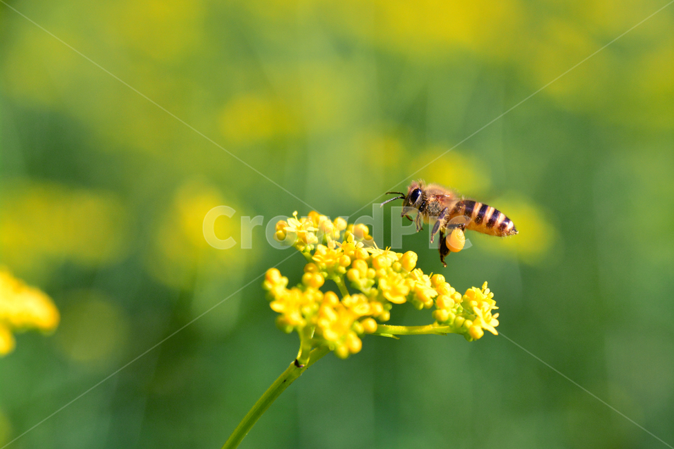 honeybee,꿀벌,벌,bee,유채꽃,꽃,flower,plant,식물,식물,자연,plants,nature,꽃,flower,곤충,벌레,insect,bug