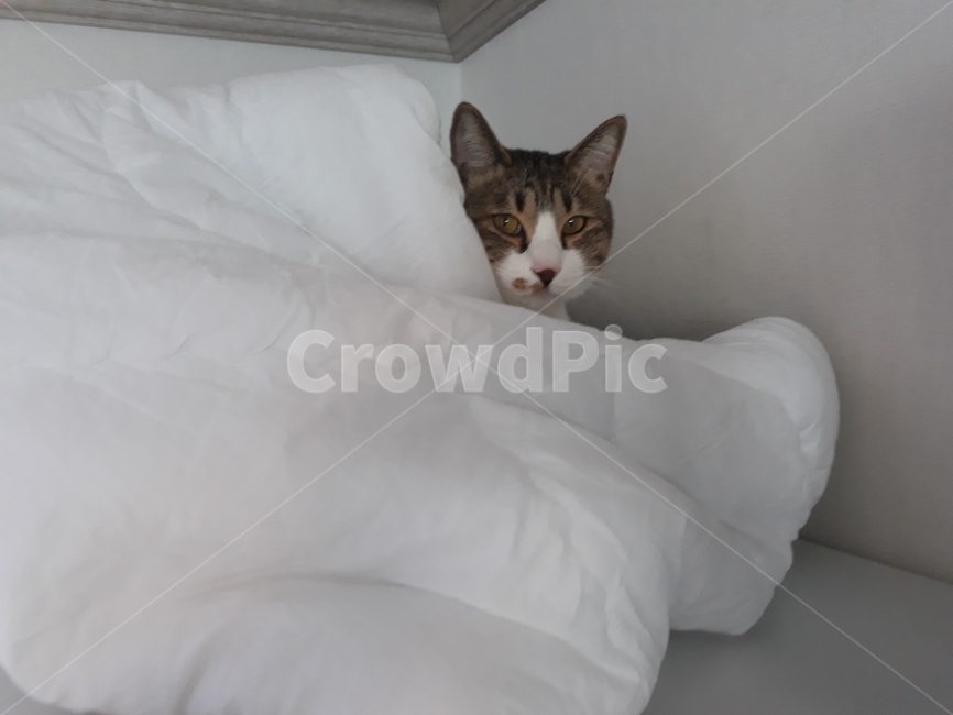 이불,고양이,고등어테비,코숏,코리안숏헤어,잠