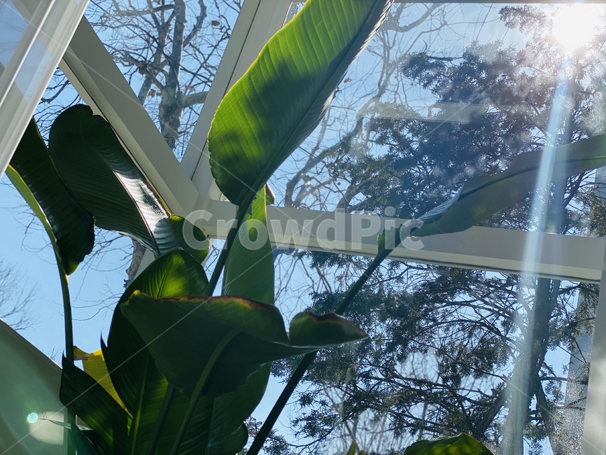 leaf,잎,plant,식물,햇살