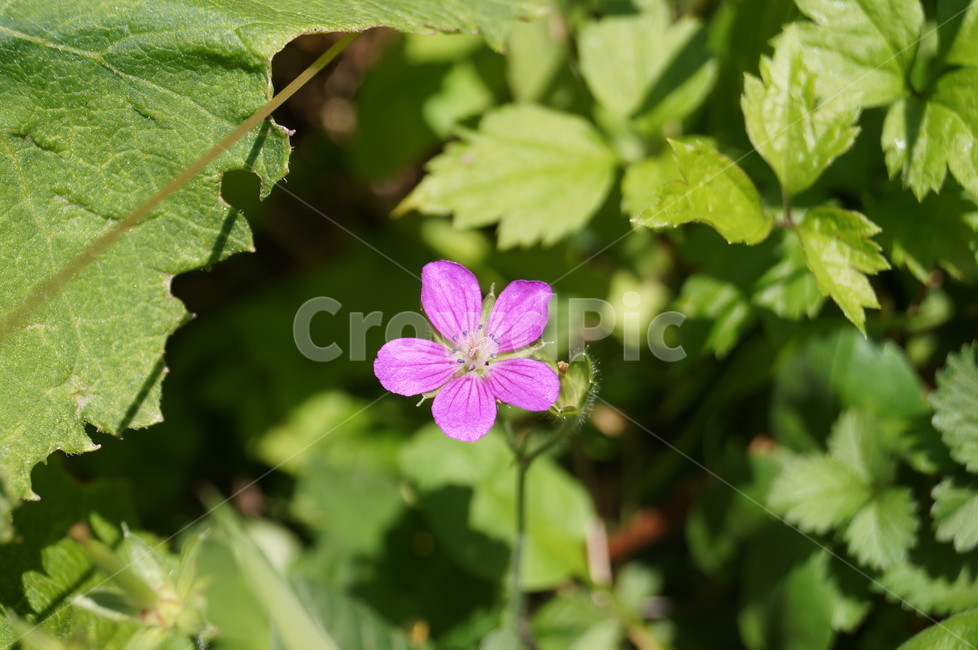 꽃,야생화,식물,들꽃,접사,식물,자연,plants,nature,꽃,flower
