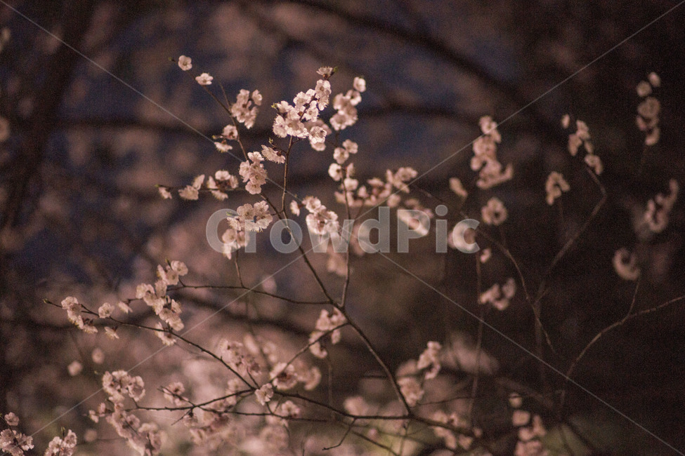 봄,봄꽃,매화,밤,꽃,봄,계절,spring,season,야경,밤,풍경,nightscape,night,landscape,식물,자연,plants,nature,꽃,flower,plant,blossom,cherry blossom,벚꽃