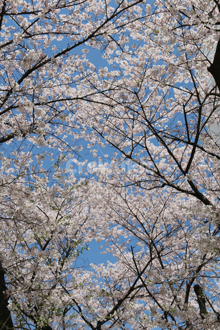 사쿠라,cherryblossom,봄,꽃,봄꽃,벚꽃