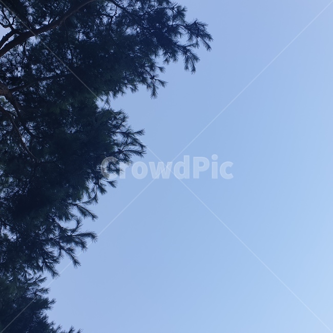 tree,나무,plant,식물,하늘,풍경