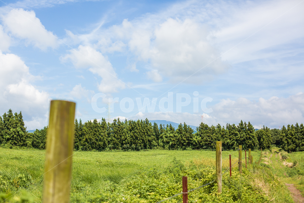 sky,cloud photo,landscape photography,forest,sky and clouds,summer,sky photo,cloud,Jeju scenery,Jeju Island Photos,Jeju Photos,summer photos,Jeju Island scenery