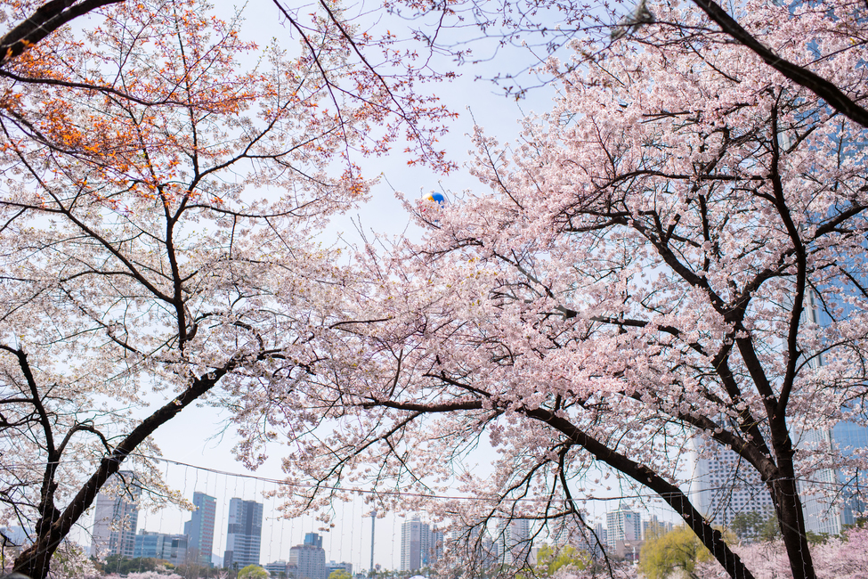 벚꽃,벚꽃나무,벚꽃하늘,석촌호수,잠실,봄,계절,spring,season,도시,풍경,city,landscape,한국도시풍경,한국도시경관,korea cityscape,plant,식물,flower,꽃,blossom