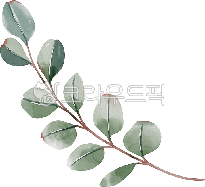 유칼립투스,식물,나뭇가지,잎,초록,leaf,graphics,일러스트,수채화,그림,다꾸,다이어리꾸미기,손그림,그래픽,디자인소스,요소,graphic,illustration,png,watercolor,drawing,painting