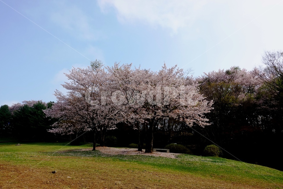 상당산성,벚꽃,봄,청주시,꽃피는언덕,봄,계절,spring,season,자연,풍경,nature,landscape,plant,식물