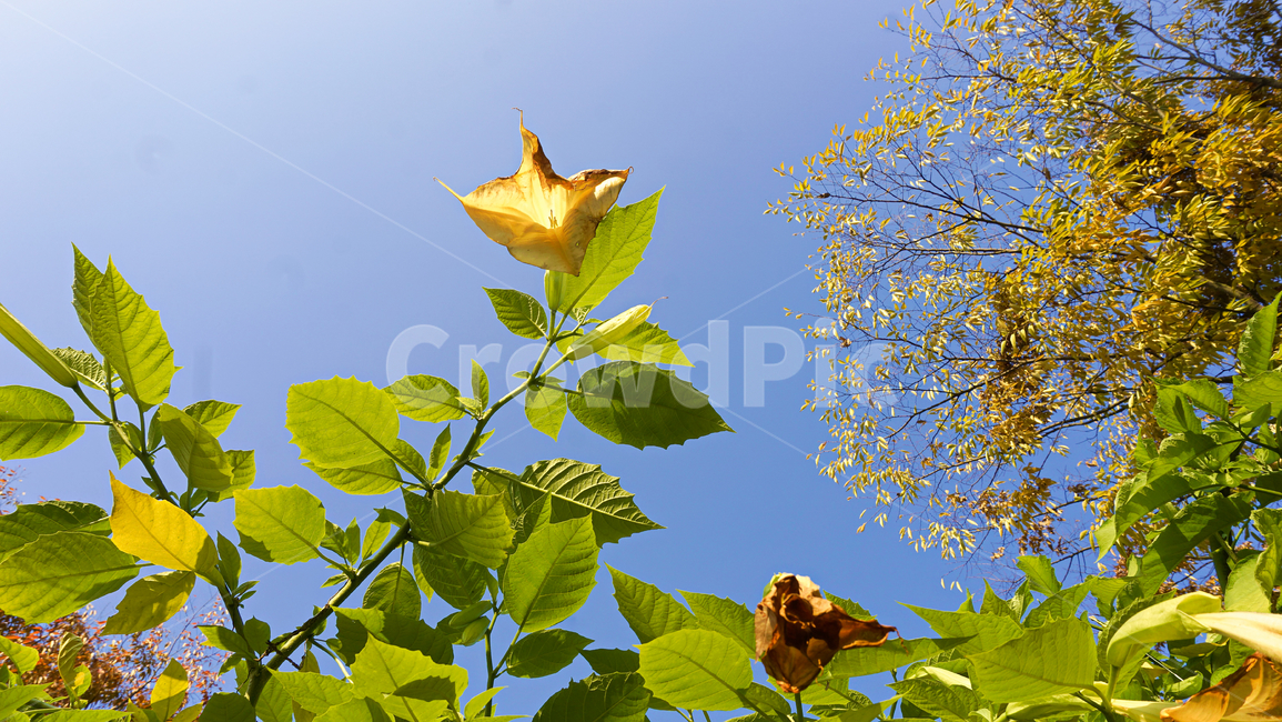 봄,구미도리사,꽃,식물,자연,배경화면,힐링,plants,nature,season,감성,색상,색채,색깔,colorsensitivity,feelingofcolor,평온함,flower