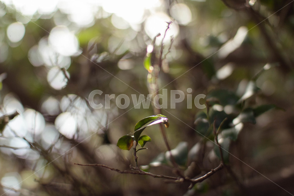 식물,나뭇가지,나뭇잎,초록색,보케,식물,자연,plants,nature,나무,trees,wood