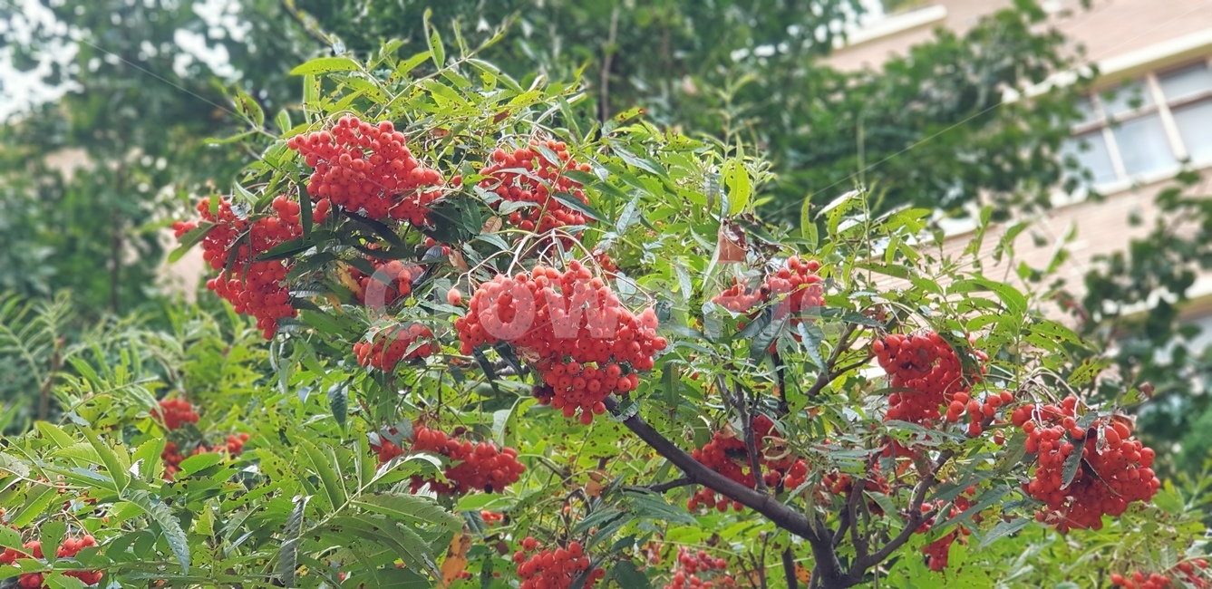 나무,열매,가지,식물,자연,계절,잎사귀,화단,정원,초록,연두,식물,자연,plants,nature