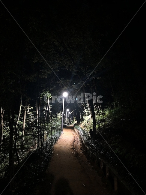 산책로,가로등,흙길,길,나무,밤,조명,소나무,야경,밤,풍경,nightscape,night,landscape,공포,호러,무서운,무서움,horror,terror,fear,path,통로