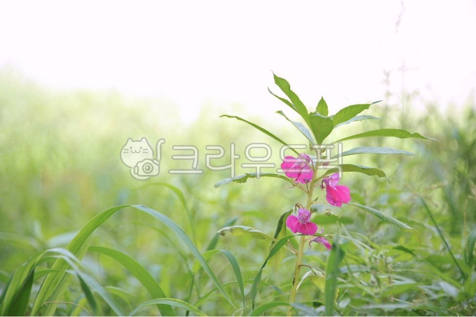 봉선화,봉숭아,봉선화꽃,여름꽃,꽃,plant,식물,분홍색꽃,garden,풀