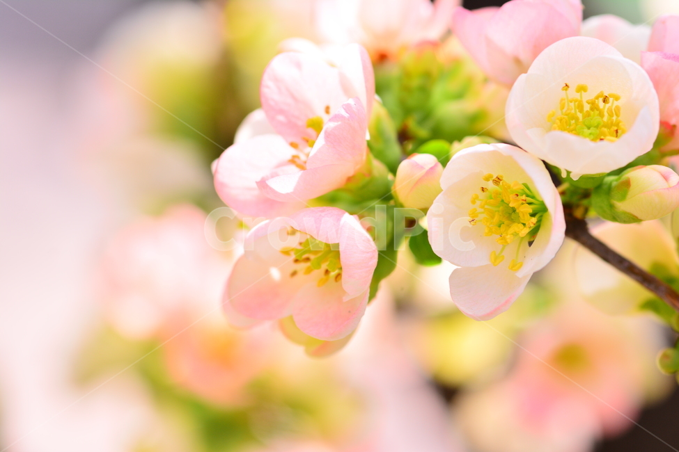 봄꽃,봄이미지,감성,아름다운,꽃,꽃소식,flowers,beautiful,화려한,화사한,정원,가든,앞마당,plants,spring,pretty,예쁜,garden,feeling,emotion,sensible,명자나무,분홍색,핑크색,우아한,뷰티풀,접사,마크로,클로즈업,macro,봄,계절,spring,season,식물,자연,plants,nature,꽃,flower,감성,sensible,feeling,색깔,색상,색채,색감,color sense,color sensitivity,feeling of color,plant
