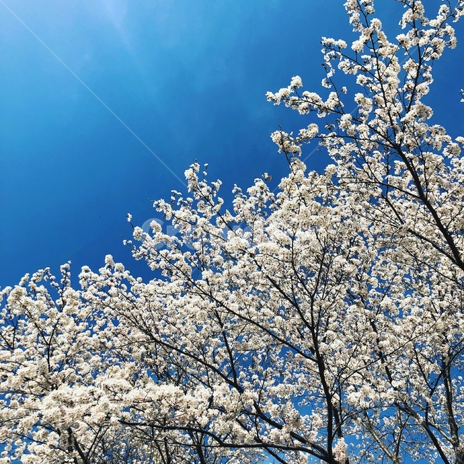 식물,벚꽃,하늘,자연,봄,봄,계절,spring,season,식물,자연,plants,nature,꽃,flower,나무,trees,wood,plant,outdoors,옥외