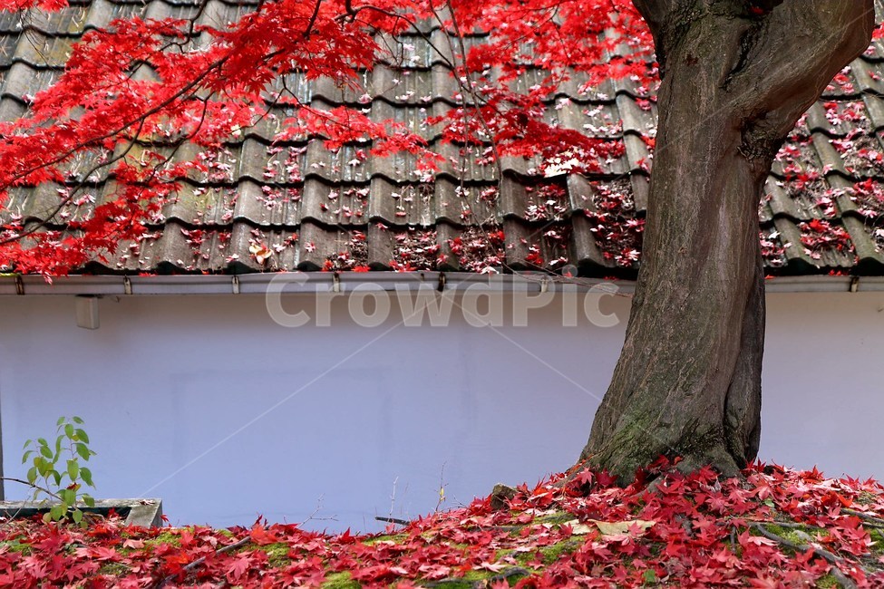 가을단풍,바탕화면,가을,기와지붕,가을풍경,가을,계절,fall,autumn,season,자연,풍경,nature,landscape,plant,식물,leaf,잎,tree,나무