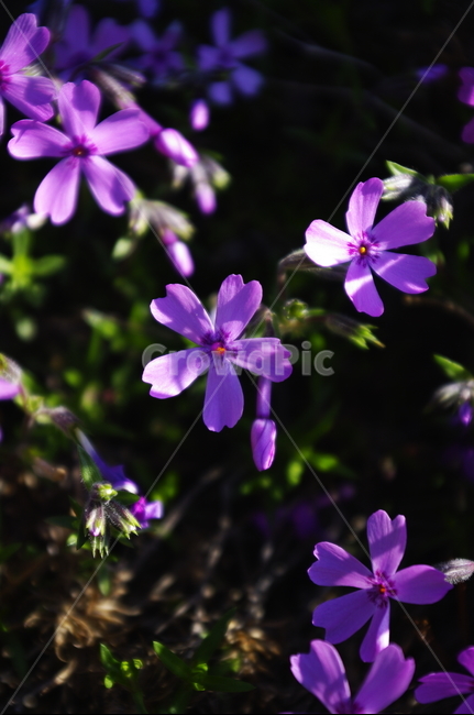꽃,flower,꽃잔디,계절,봄,spring,식물,plant,자연,nature,식물,자연,plants,nature,꽃,flower