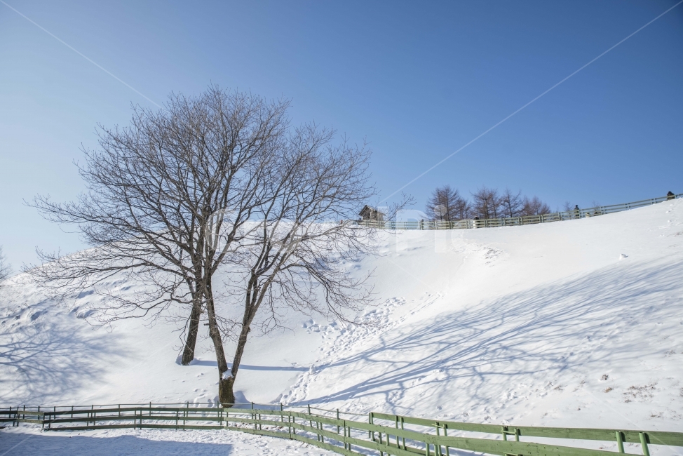 풍경,겨울,눈,나무,양떼목장,겨울,계절,winter,season,자연,풍경,nature,landscape,식물,plants,나무,trees,wood,outdoors,옥외