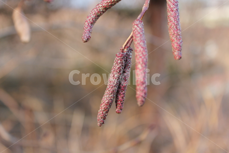 tree,plant,fruit,나무,열매