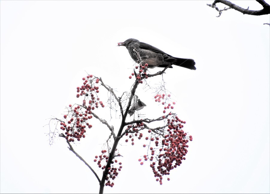 가을,가을새,직박구리,열매,텃새,동물,animal,조류,새,birds