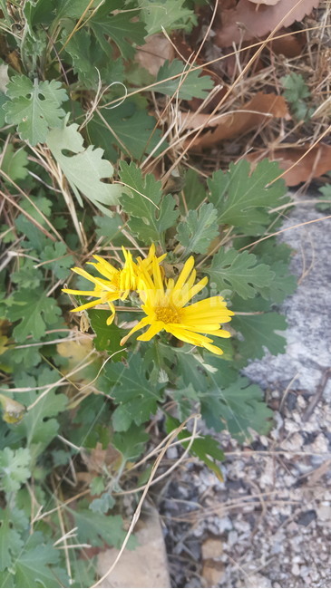plant,식물,들꽃,flower,wildflower,꽃