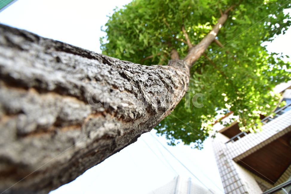 배경,아름다운,자연,나무,도시,background,beautiful,nature,tree,city,식물,자연,plants,nature,나무,trees,wood