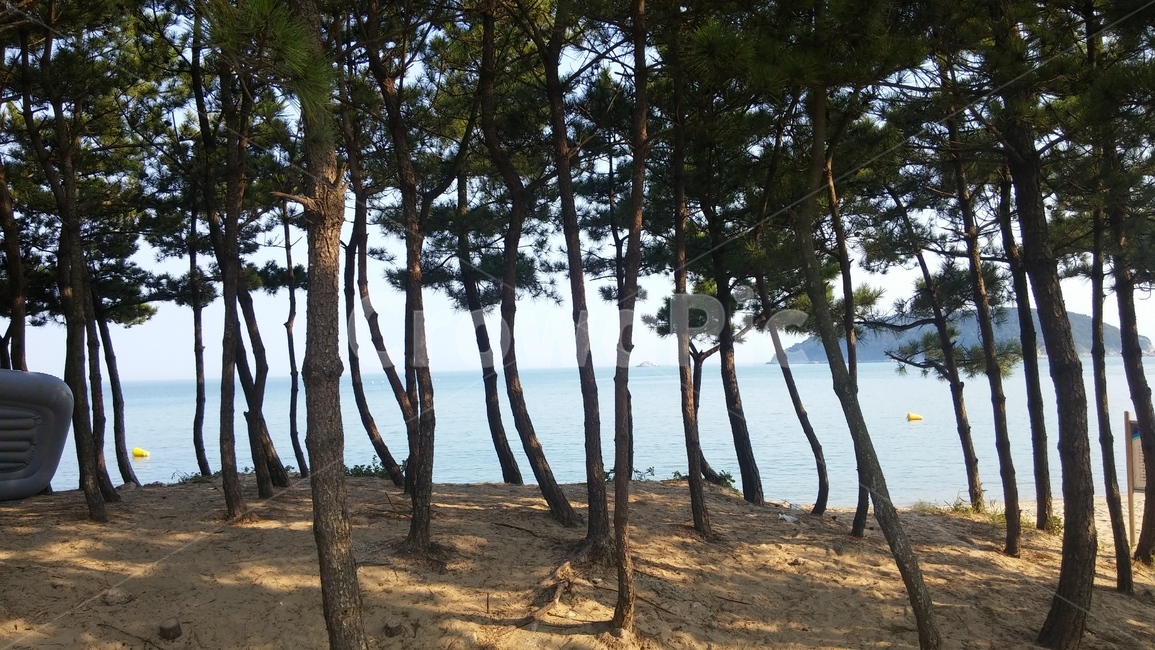 나무,tree,바다,자연,인천,나무,trees,wood