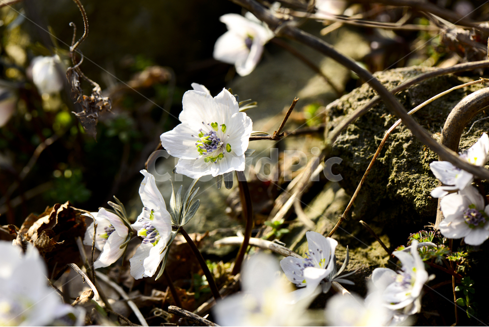 plant,식물,pollen,바람꽃,꽃,자연,봄