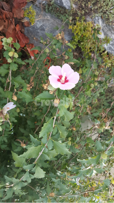 무궁화,무궁화꽃,꽃,국화,대한민국꽃,한국꽃,쌍떡잎식물,flower,대한민국