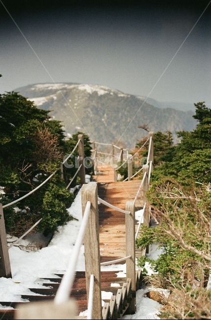 한라산,제주도,필름카메라,나무,울타리,산,필카