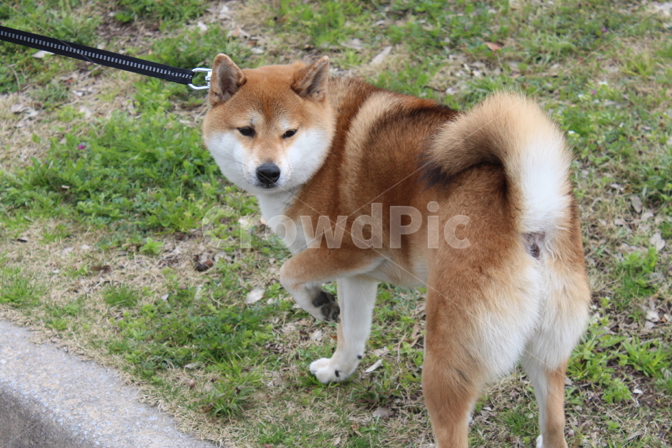 강아지,dog,시바견,shiba,산책,동물,animal,포유류,mammal,개,강아지,dog,doggy