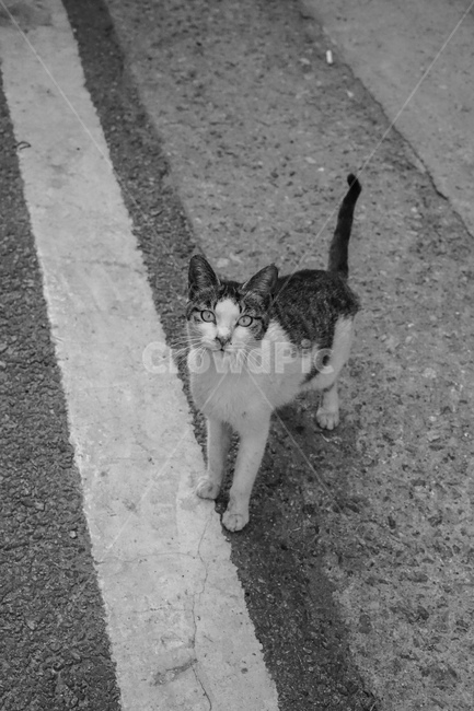 길고양이,고양이,흑백,cat,길냥이,동물,동물,animal,포유류,mammal,고양이,cat,kitten,kitty,흑백,모노톤,monochrome,black and white