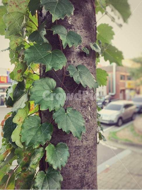 나무,넝쿨,plant,식물,자연