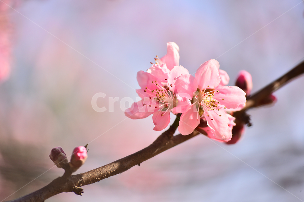 봄꽃,분홍색꽃,복숭아꽃,관상용,꽃,플라워,나무꽃,배경,백그라운드,springflowers,flowers,핑크색,season,시즌,계절,flare,plant,식물,야외,옥외,아웃도어,blossom,봄배경,봄,계절,spring,season,식물,자연,plants,nature